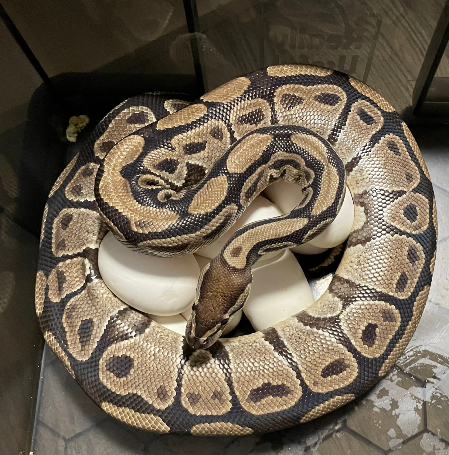 Normal Ball Python by Mat.pythonmorphs - MorphMarket