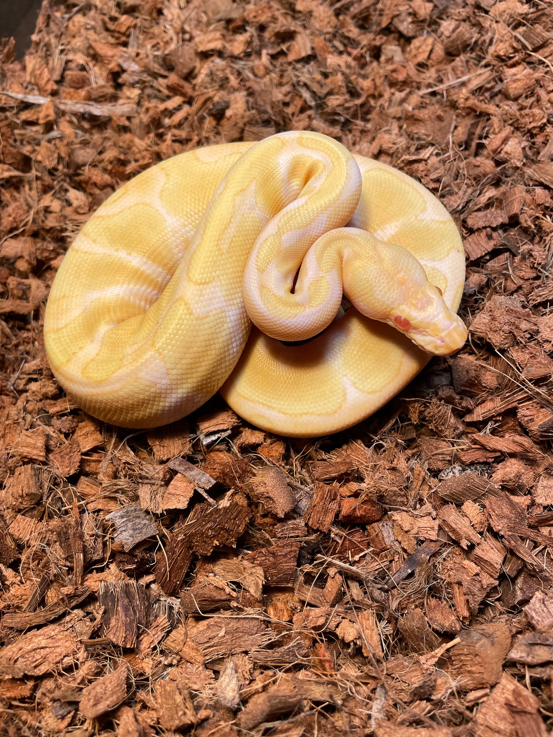 Albino Enchi Ball Python by Mat.pythonmorphs - MorphMarket