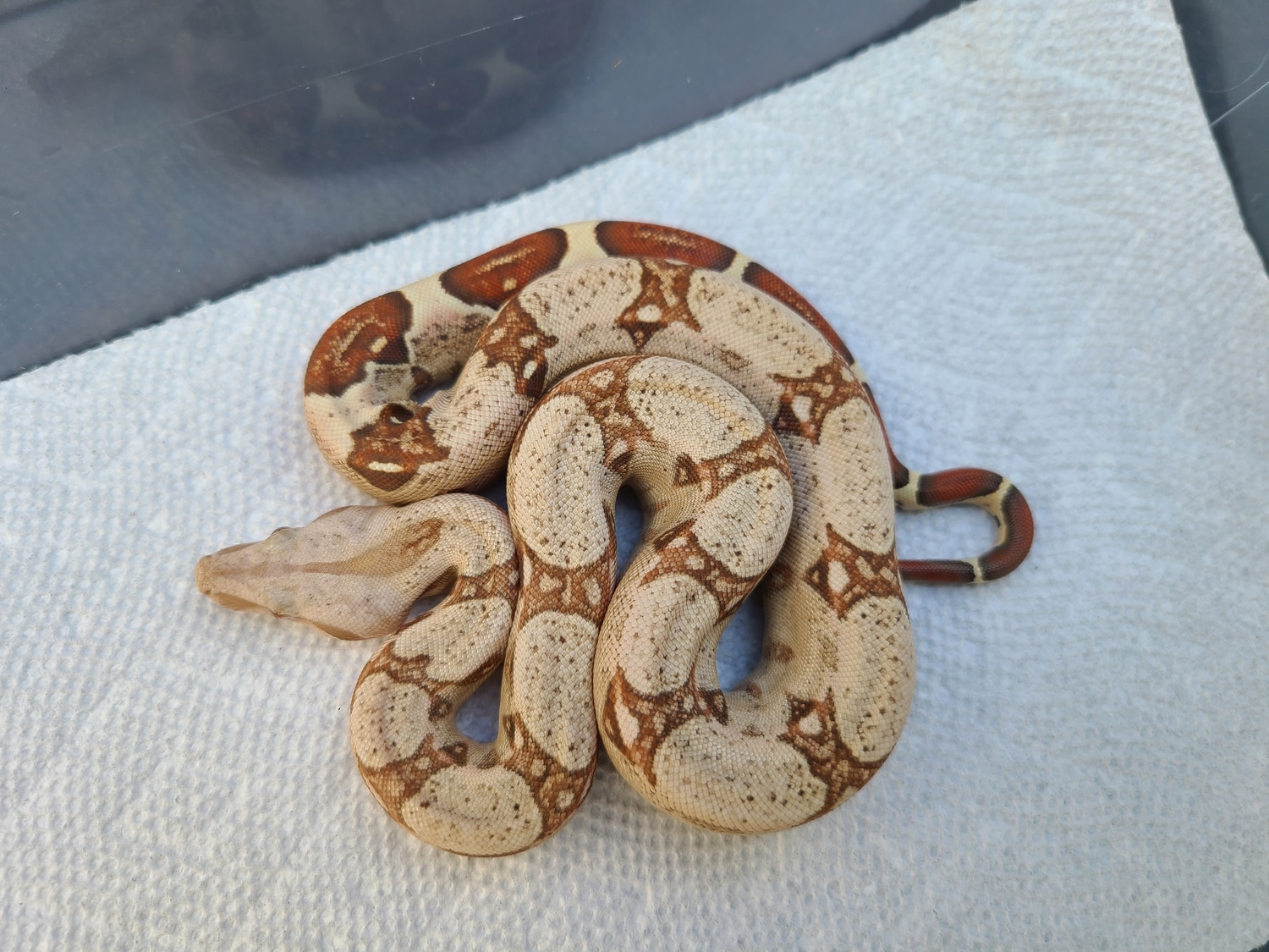 Most Expensive Boa Morphs