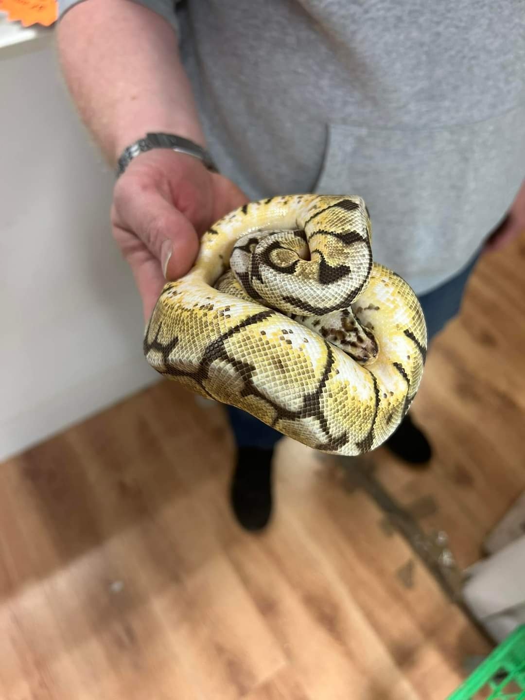 Cb22 Bumblebee Het Clown Ball Python by Blackpool pet supplies