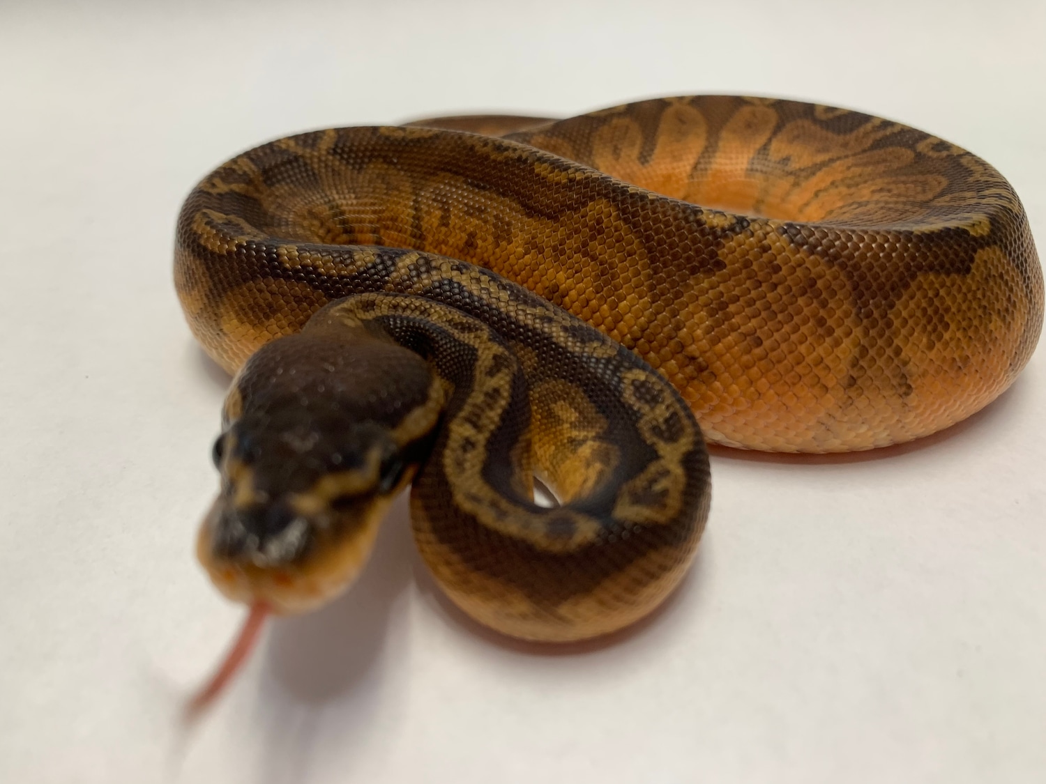Sunset Ball Python by M&M’s Morphs and more - MorphMarket
