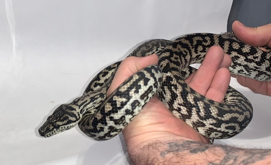 趣味・スポーツ・実用 THE MORE COMPLETE CARPET PYTHON The More Complete Carpet Python: Nick Mutton, Justin