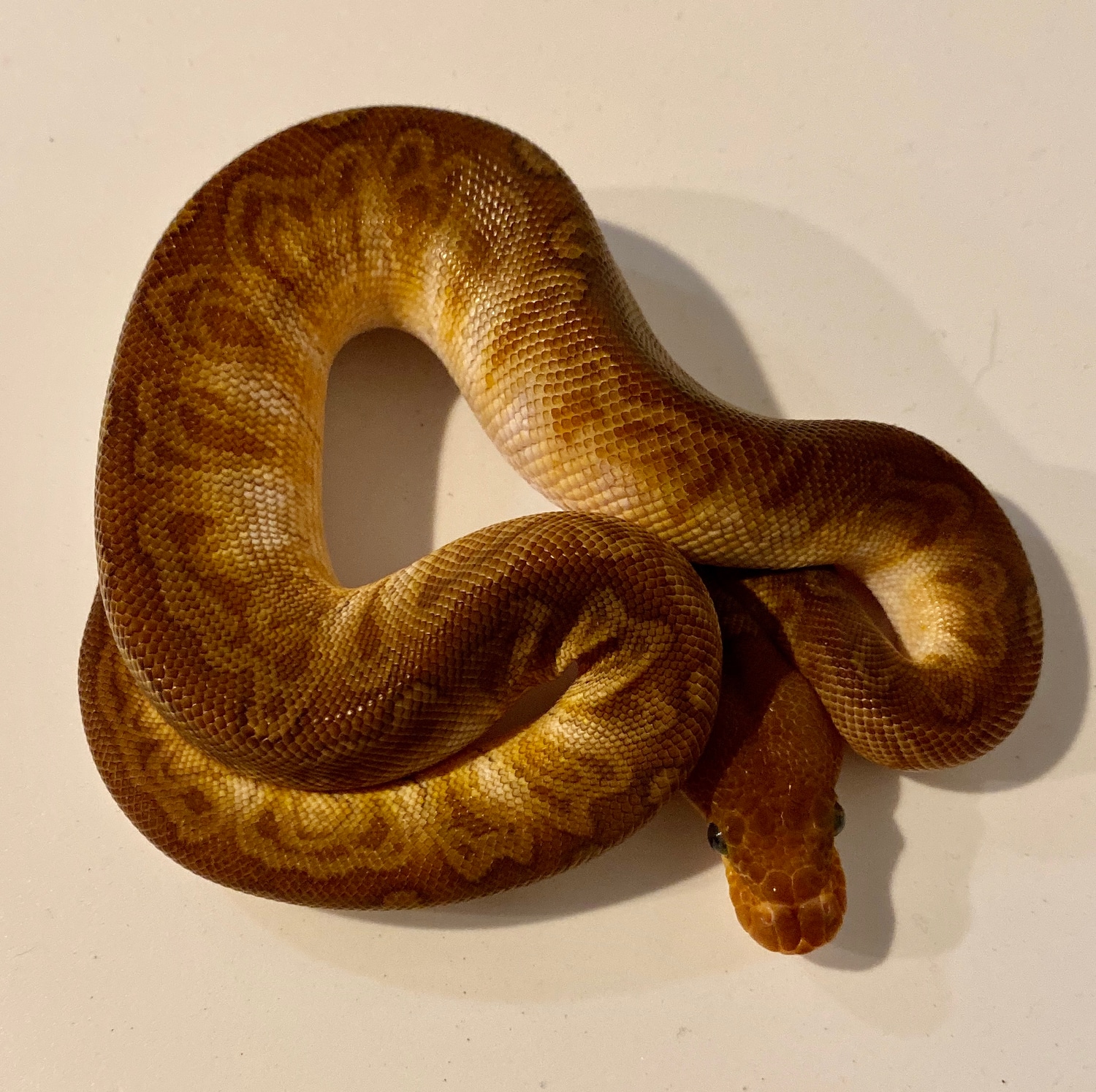 Sunset Clown Ball Python by Matt Byram Exotics - MorphMarket