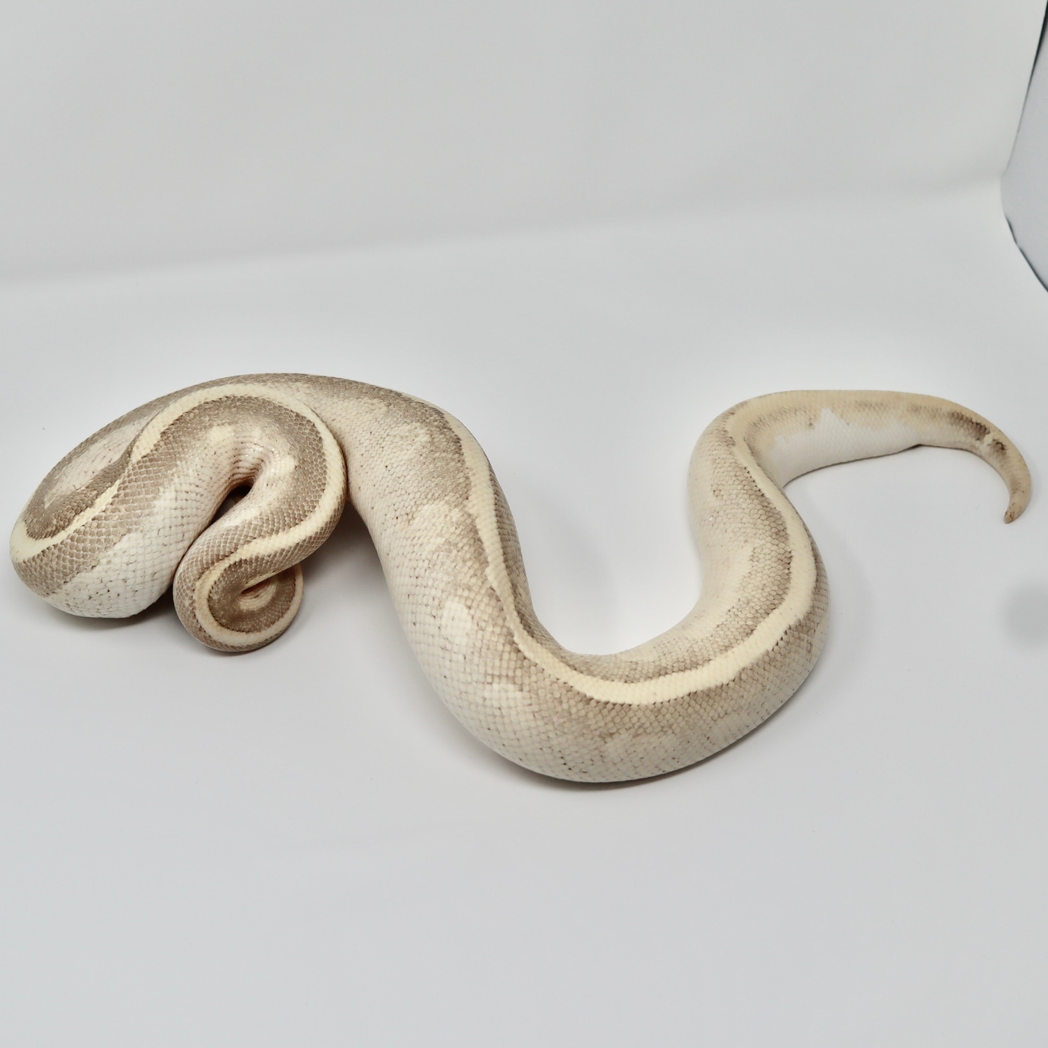Mojave Fire Vanilla Ball Python by Matt Byram Exotics - MorphMarket