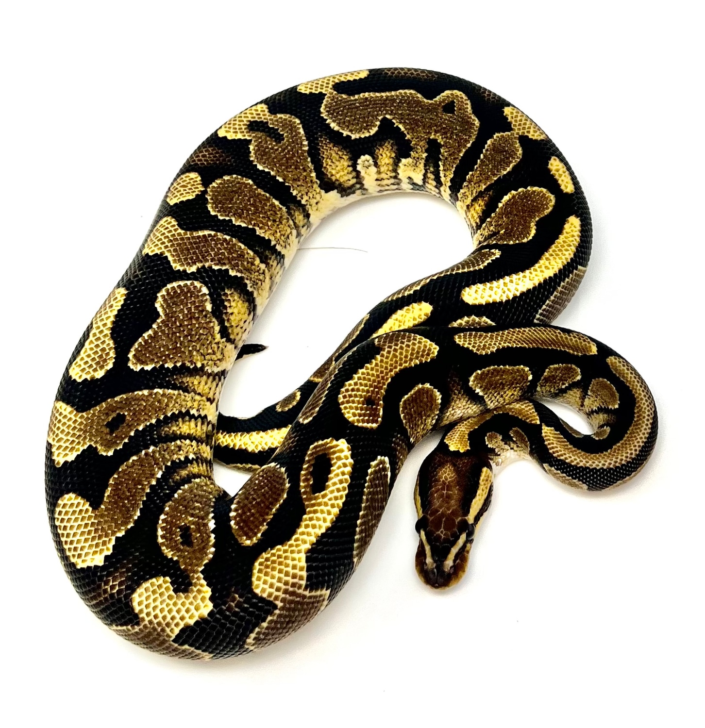 YB Zuwadi Ball Python by Matt Byram Exotics MorphMarket
