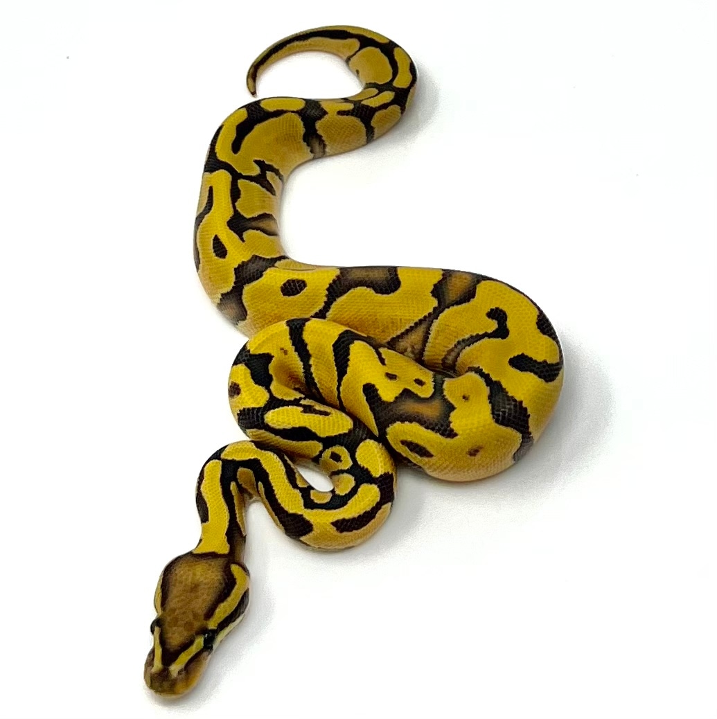 Pastel Enchi DG Hypo Ball Python by Matt Byram Exotics MorphMarket