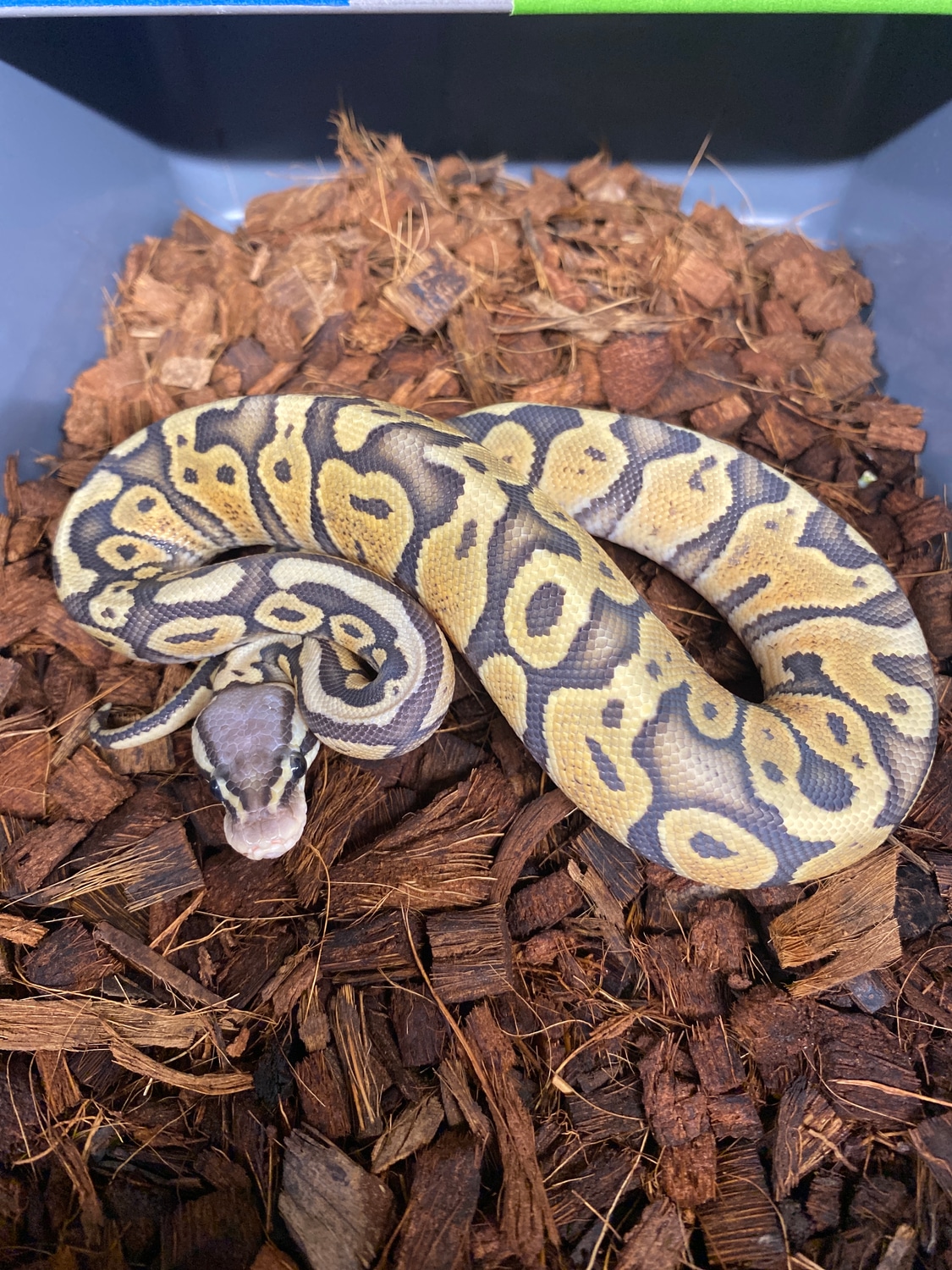Super Pastel Enchi Hypo Het DG Ball Python by Matt Byram Exotics