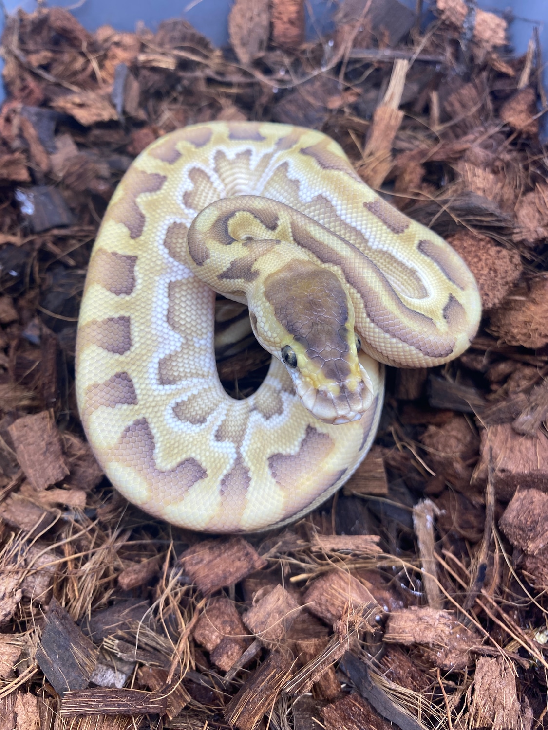 Lesser HRA Puzzle 50% Het Sunset Ball Python by Matt Byram Exotics ...