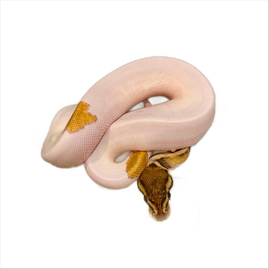 OD Mystic Pied Het DG Ball Python by Matt Byram Exotics