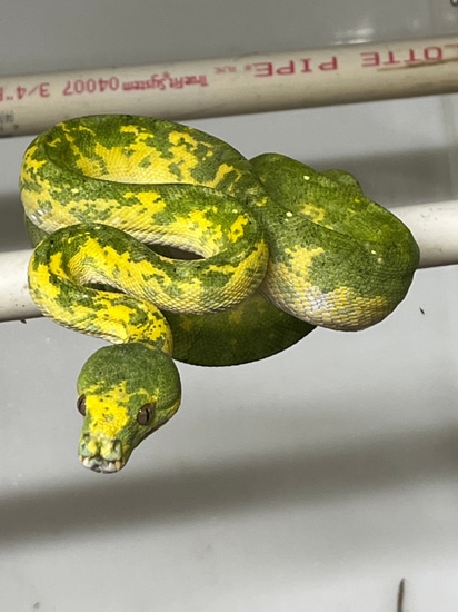 Biak Female Green Tree Python by Matt Canham