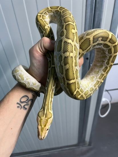 Hypo Het Pied Granit Caramel 2022 Burmese Python by MB Reptiles