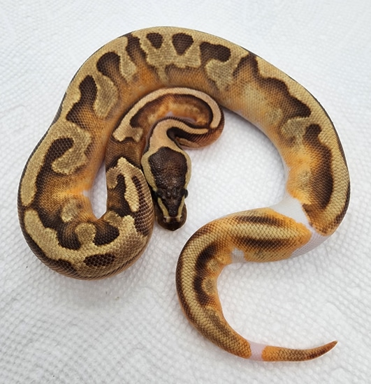 Enchi Fire Pied POS GeneX Ball Python by Matt Marberg Reptiles