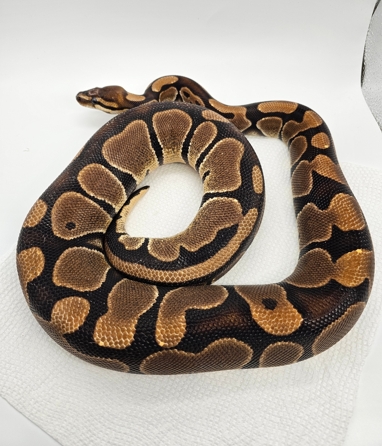 Scaleless Het Ball Python by Matt Marberg Reptiles - MorphMarket