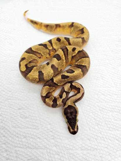 Genex Ball Python Super Enchi Pied POS GeneX Ball Python by Matt Marberg Reptiles