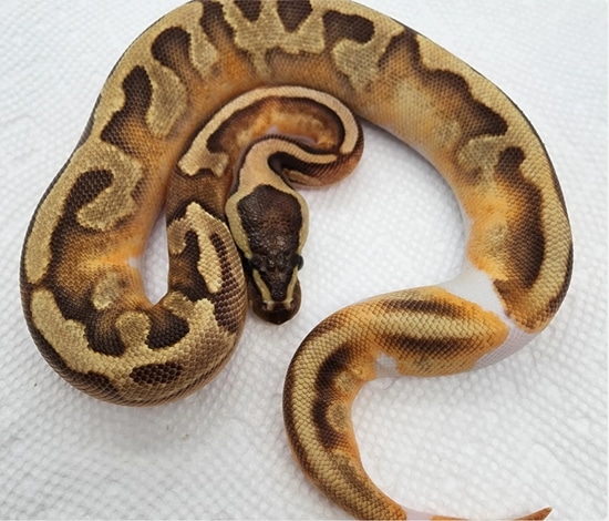 Enchi Fire Pied Probably GeneX Ball Python by Matt Marberg Reptiles