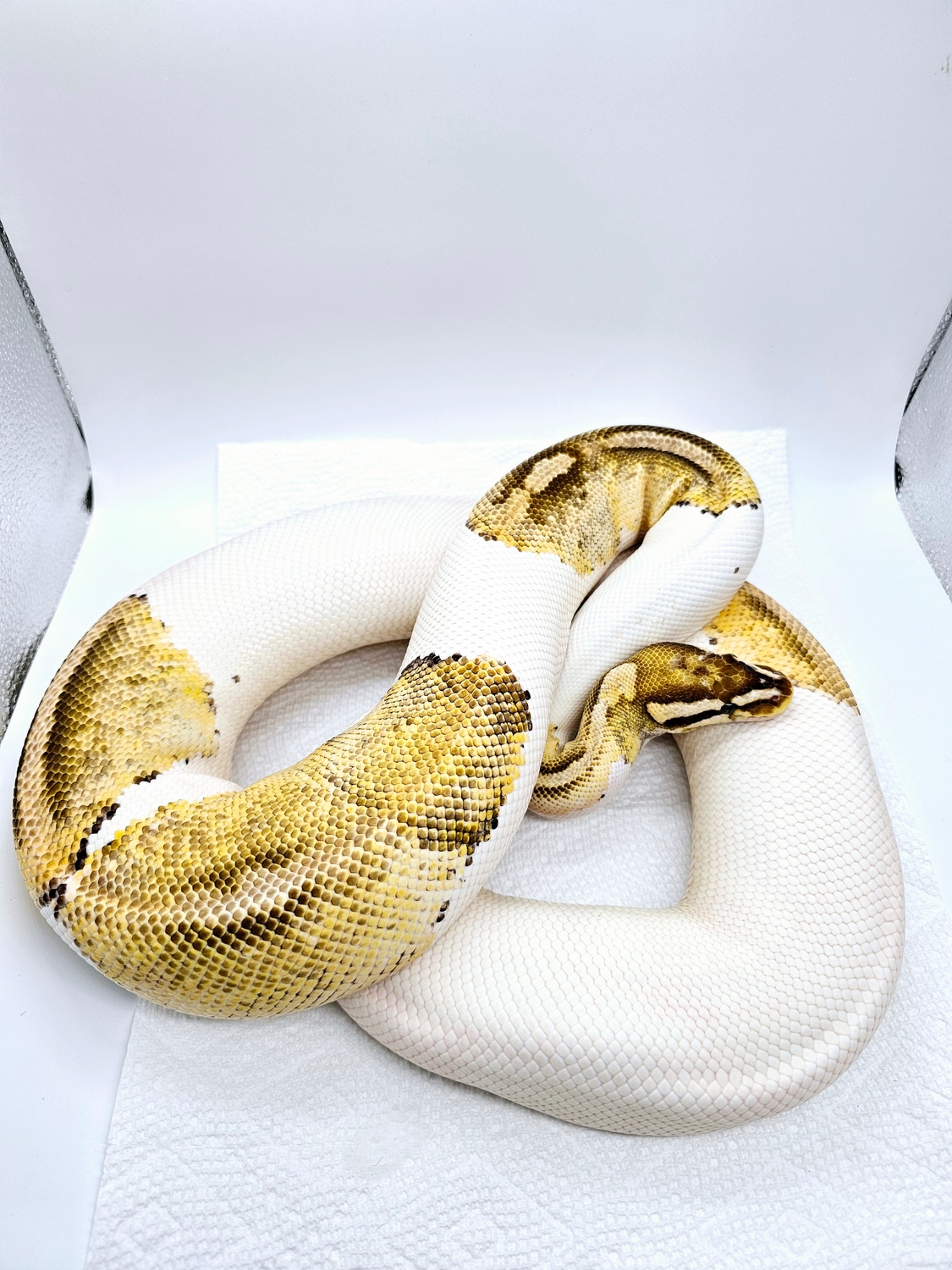 Monster Firefly Pied Ball Python by Matt Marberg Reptiles - MorphMarket