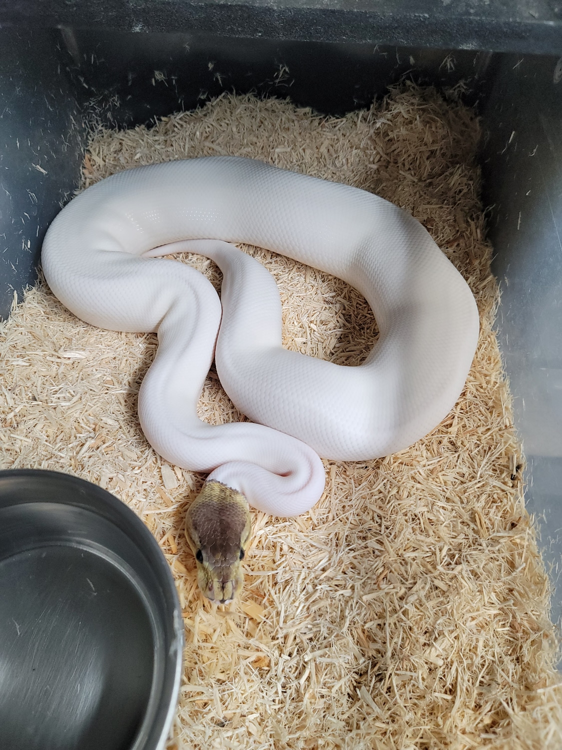 Sandblast Sterling Pied Ball Python by Matts pythons - MorphMarket
