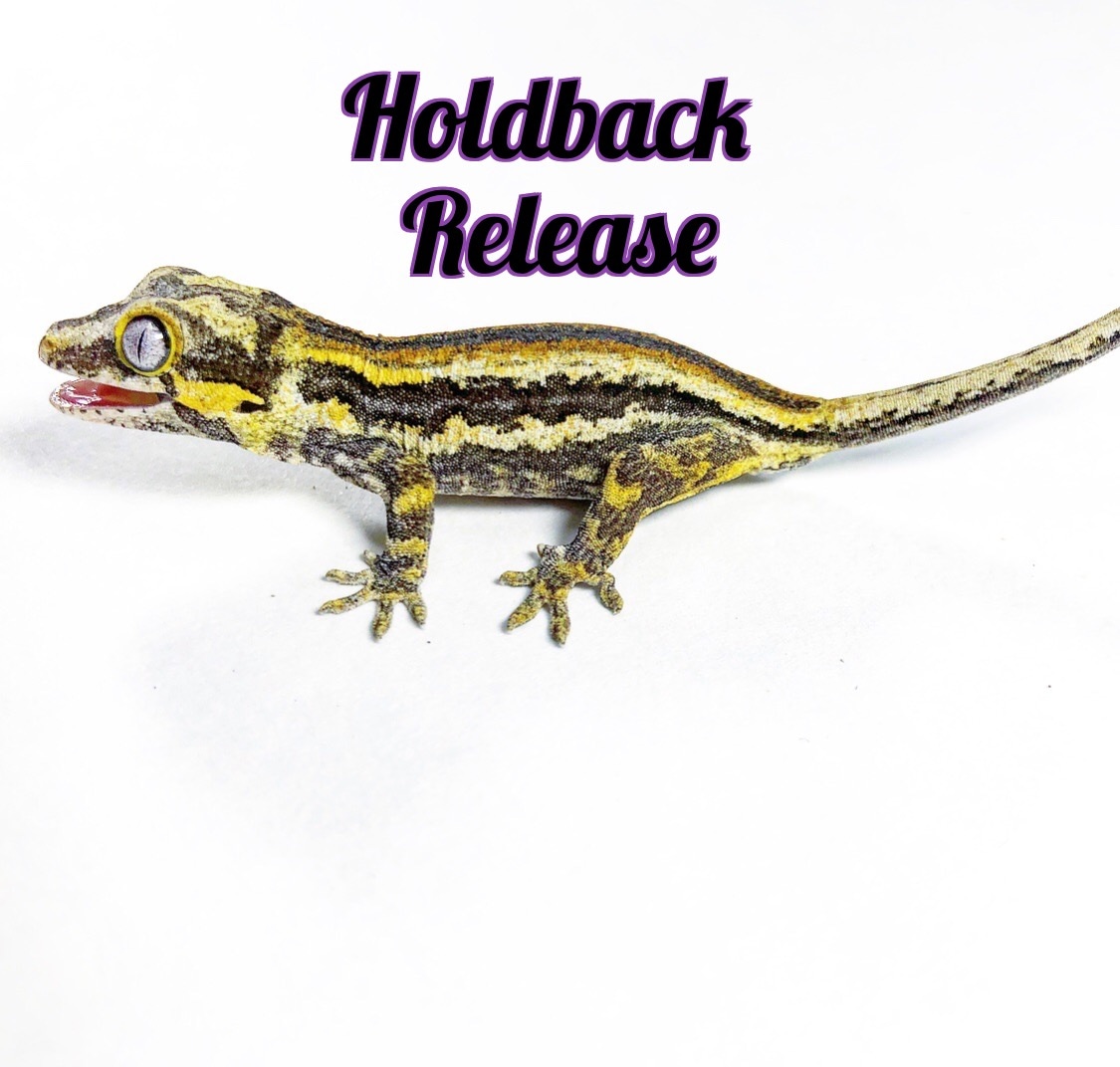 Silent Hill HOLDBACK RELEASE 400 Gargoyle Gecko by Lizard Wizard