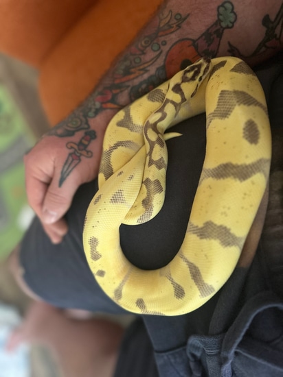 Super Enchi Super Orange Dream Fire Pastel Ball Python by Warzars Ball ...
