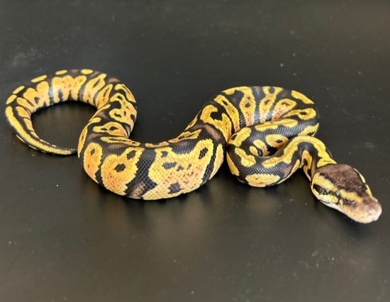 Super Pastel Yellow Belly Poss Confusion Ball Python by Martinez Morphs