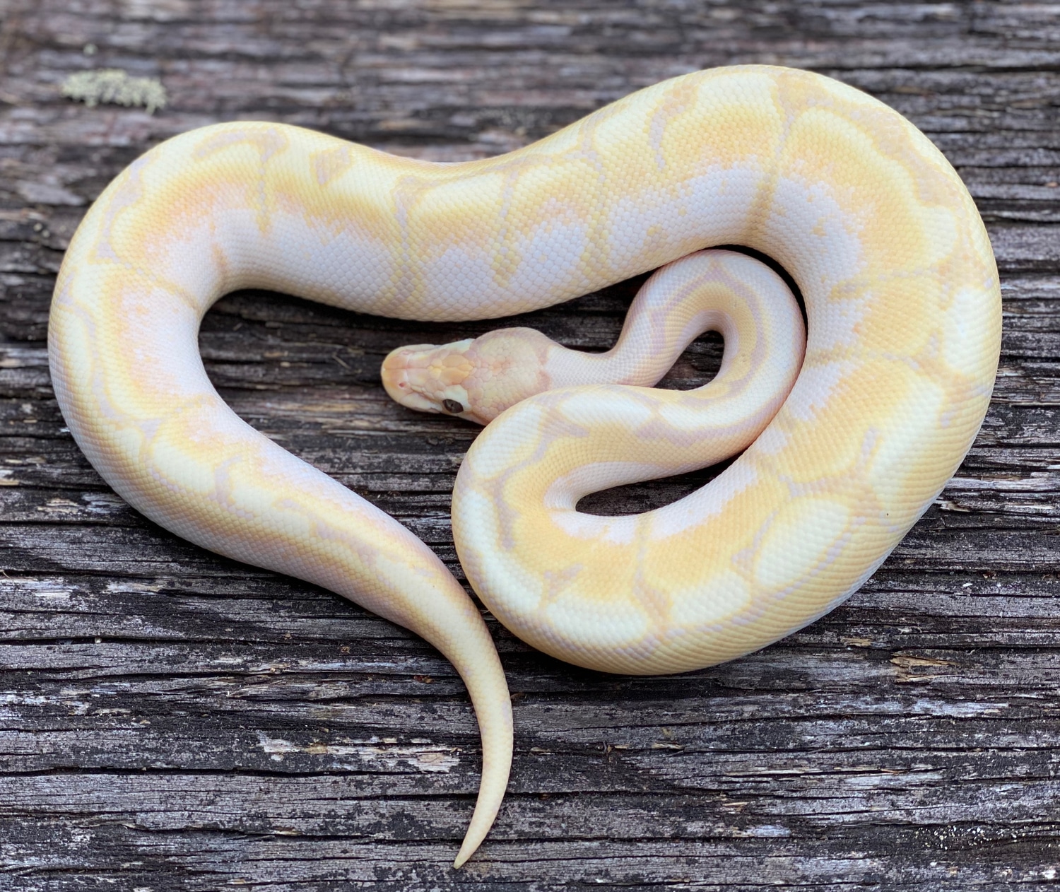 Super Banana Spider Ball Python by MattJReptiles MorphMarket