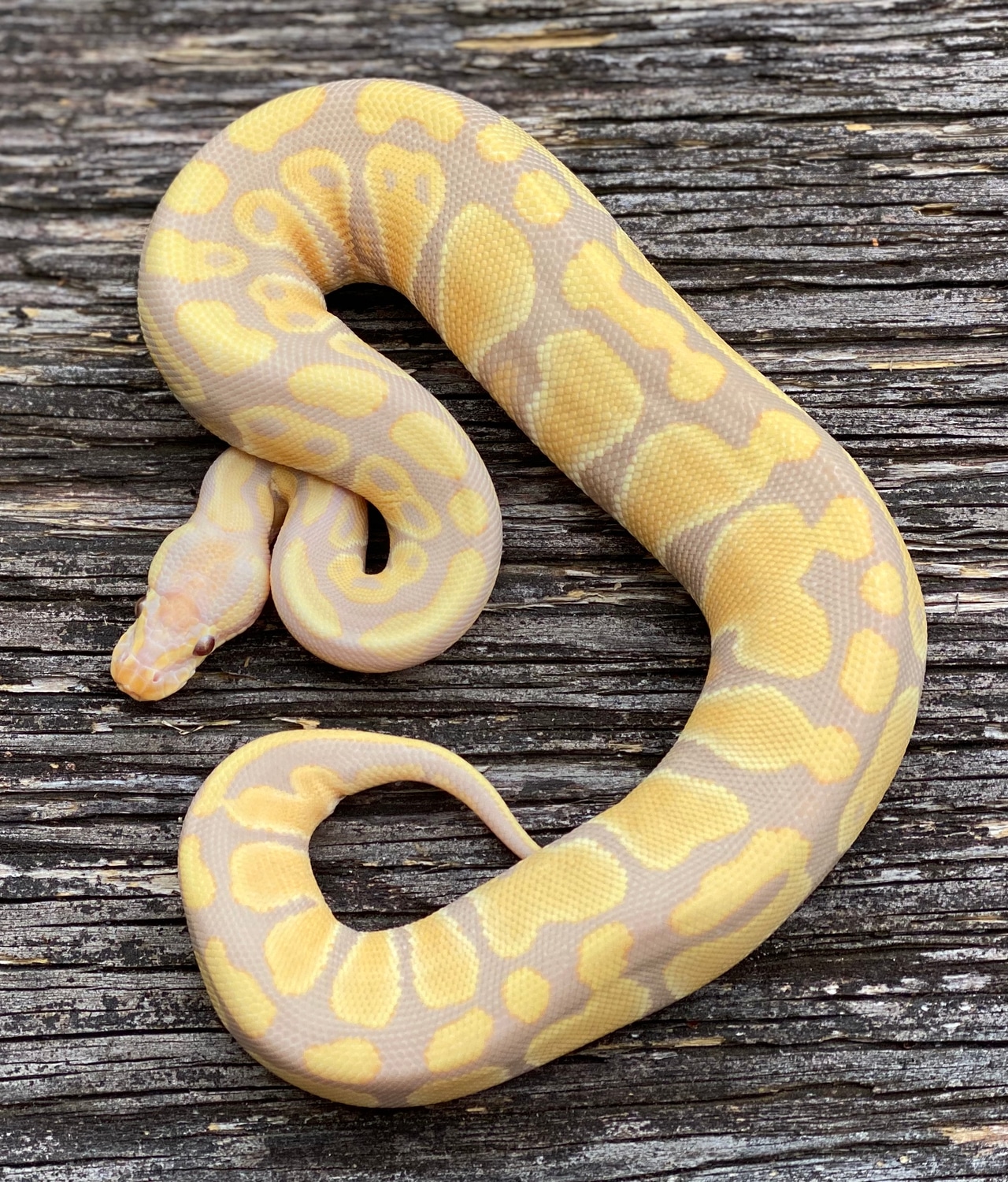Candy Ball Python by MattJReptiles MorphMarket