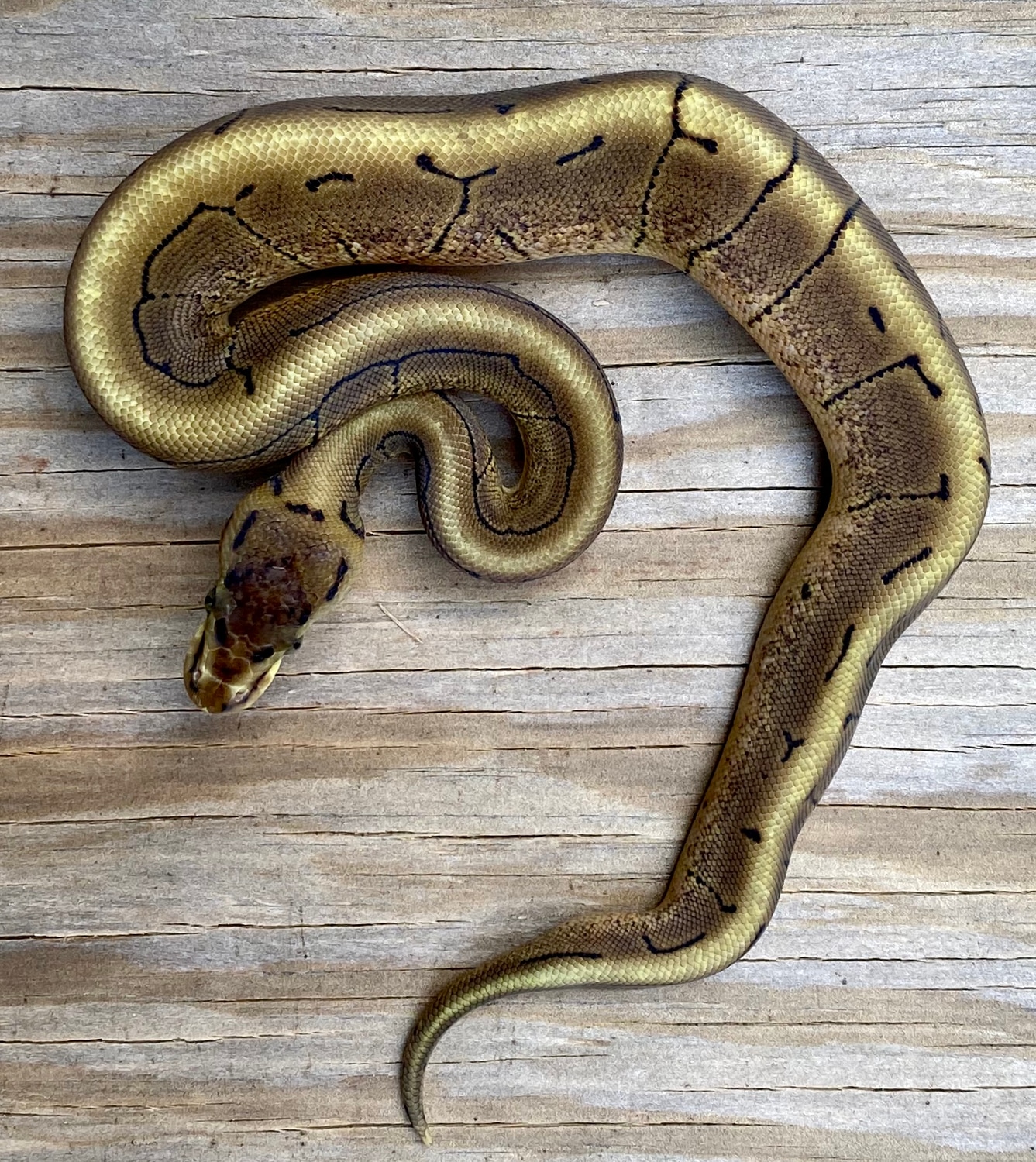 Double Heterozygous Desert Ghost Axanthic VPI Spinner Ball Python by ...