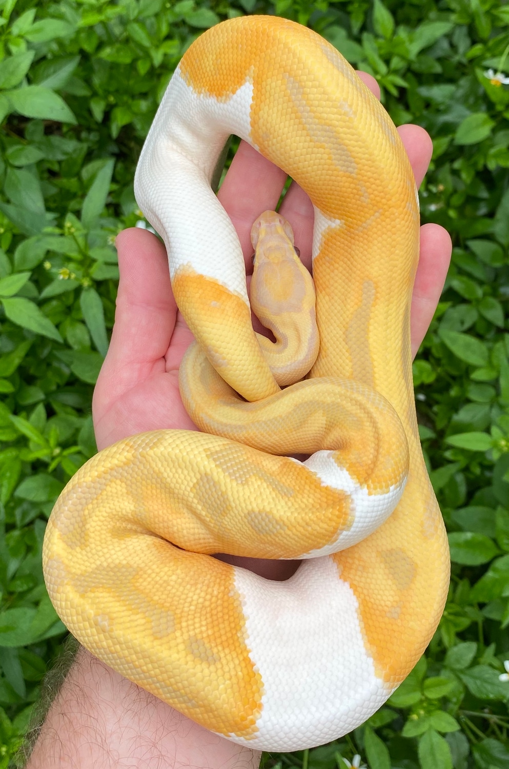 Candy Piebald Ball Python by MattJReptiles MorphMarket