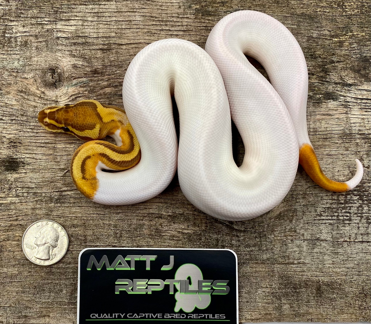 Ultramel Piebald Ball Python by MattJReptiles MorphMarket