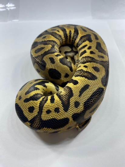 Pastel Leopard Ball Python by M.L pythons