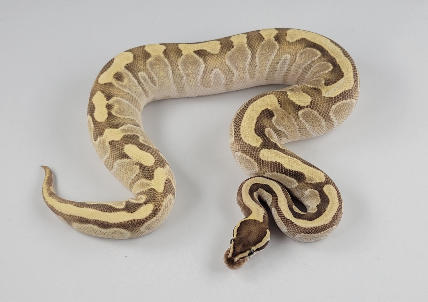 Enchi Fire Mojave Het Ultramel Ball Python by ML Exotics - MorphMarket