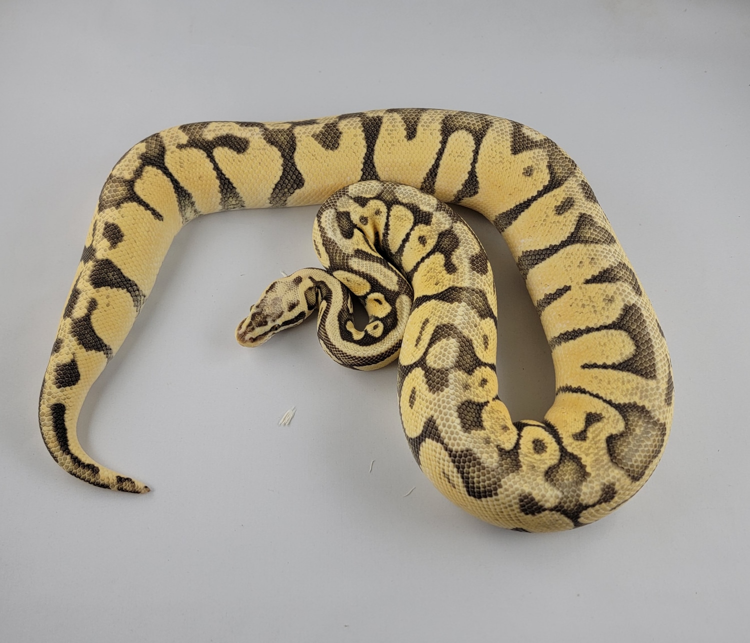 Super Pastel Enchi Hypo Ball Python by ML Exotics MorphMarket