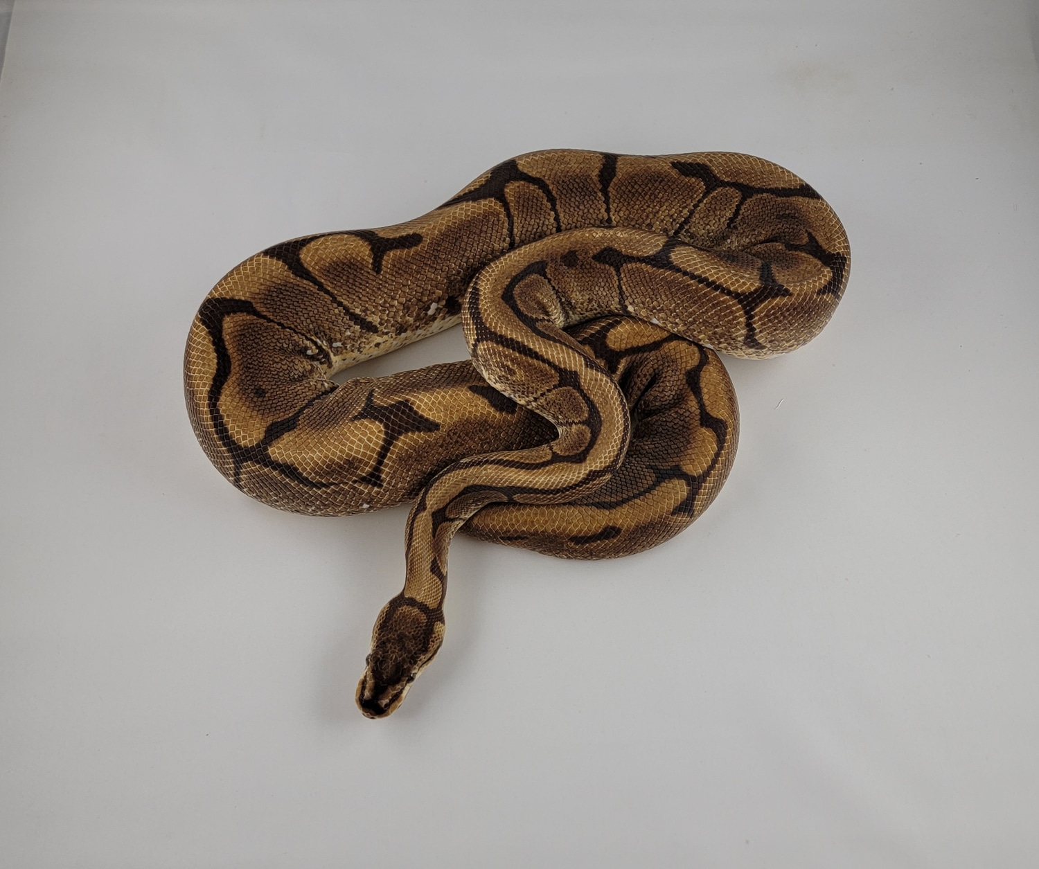 Spider Het Pied Ball Python by ML Exotics - MorphMarket