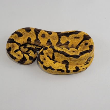 Super Enchi Pastel Leopard Asphalt Ball Python