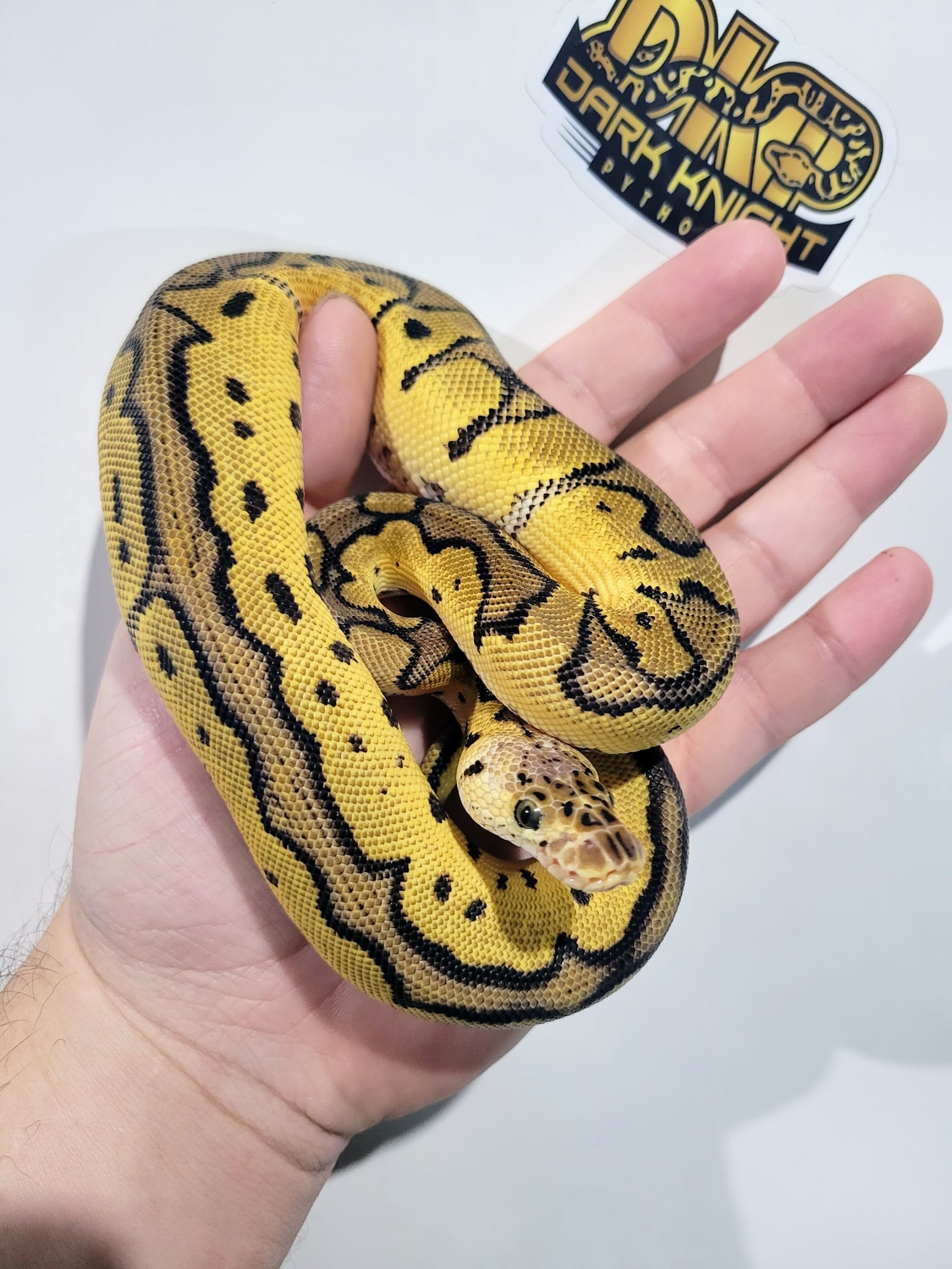 Pastel Orange Dream Specter Poss Blade Clown Ball Python by Dark Knight ...