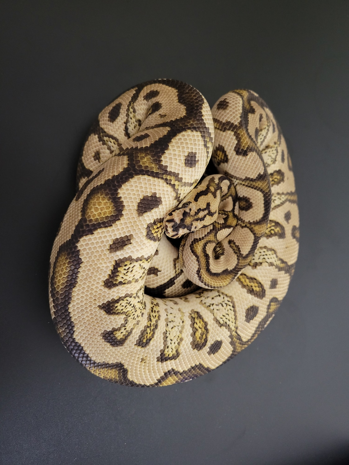 Spotnose Red Stripe Clown Ball Python by Poker's Pythons - MorphMarket