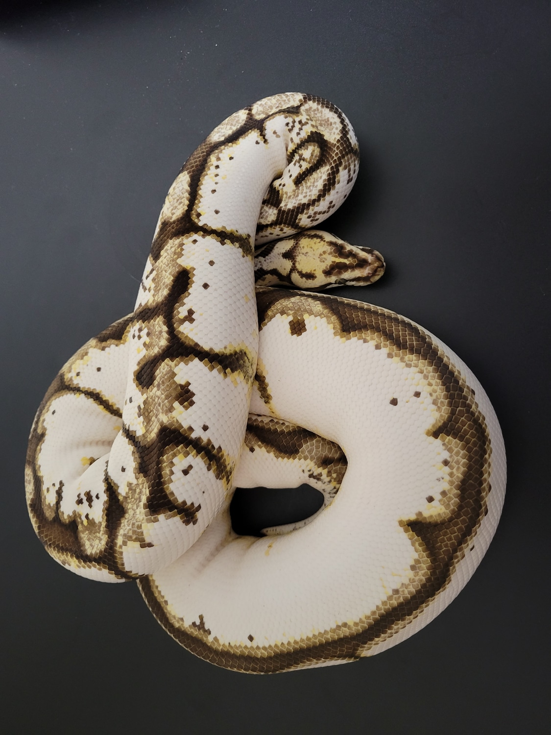 Calibee Ball Python by Poker's Pythons - MorphMarket