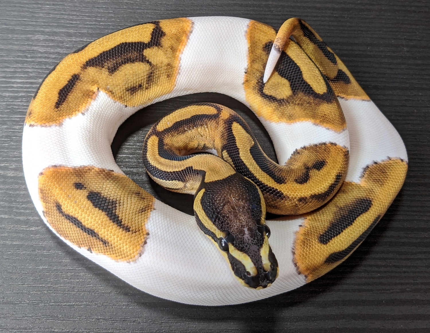 Scaleless Pied Ball Python by Matt Quinn - MorphMarket