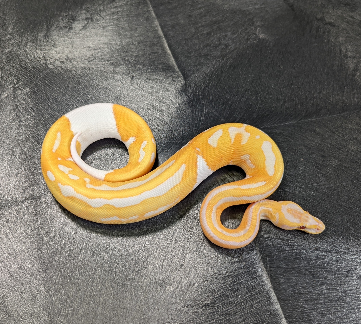 Dreamsicle Ball Python by Matt Quinn - MorphMarket