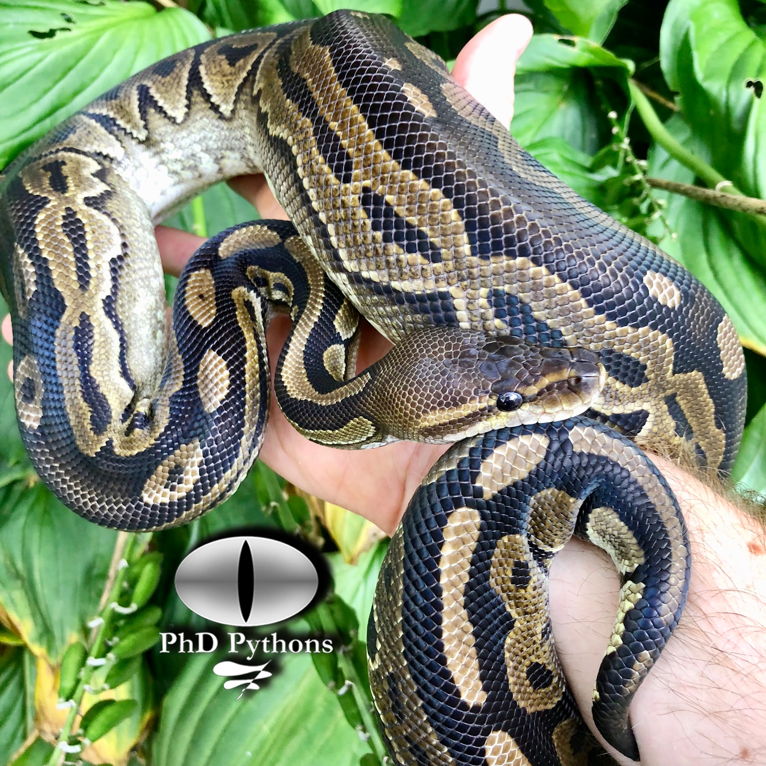 PROVEN Cinnamon Ball Python by PhD Pythons - MorphMarket