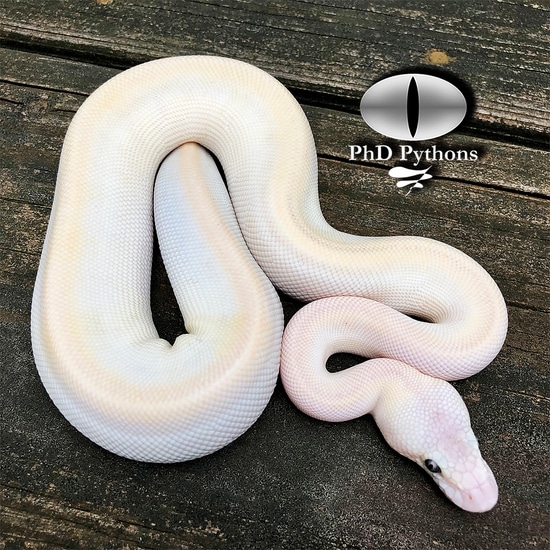 Prince Python Varients Champagne Butter Mystic Genetic Stripe 100% Het Ghost Ball Python by ...