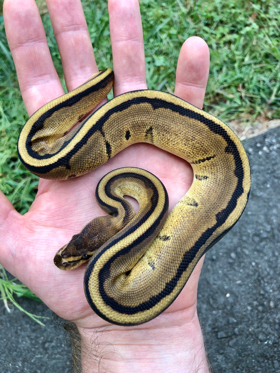 Genetic Stripe 50% Het Clown Ball Python by PhD Pythons - MorphMarket