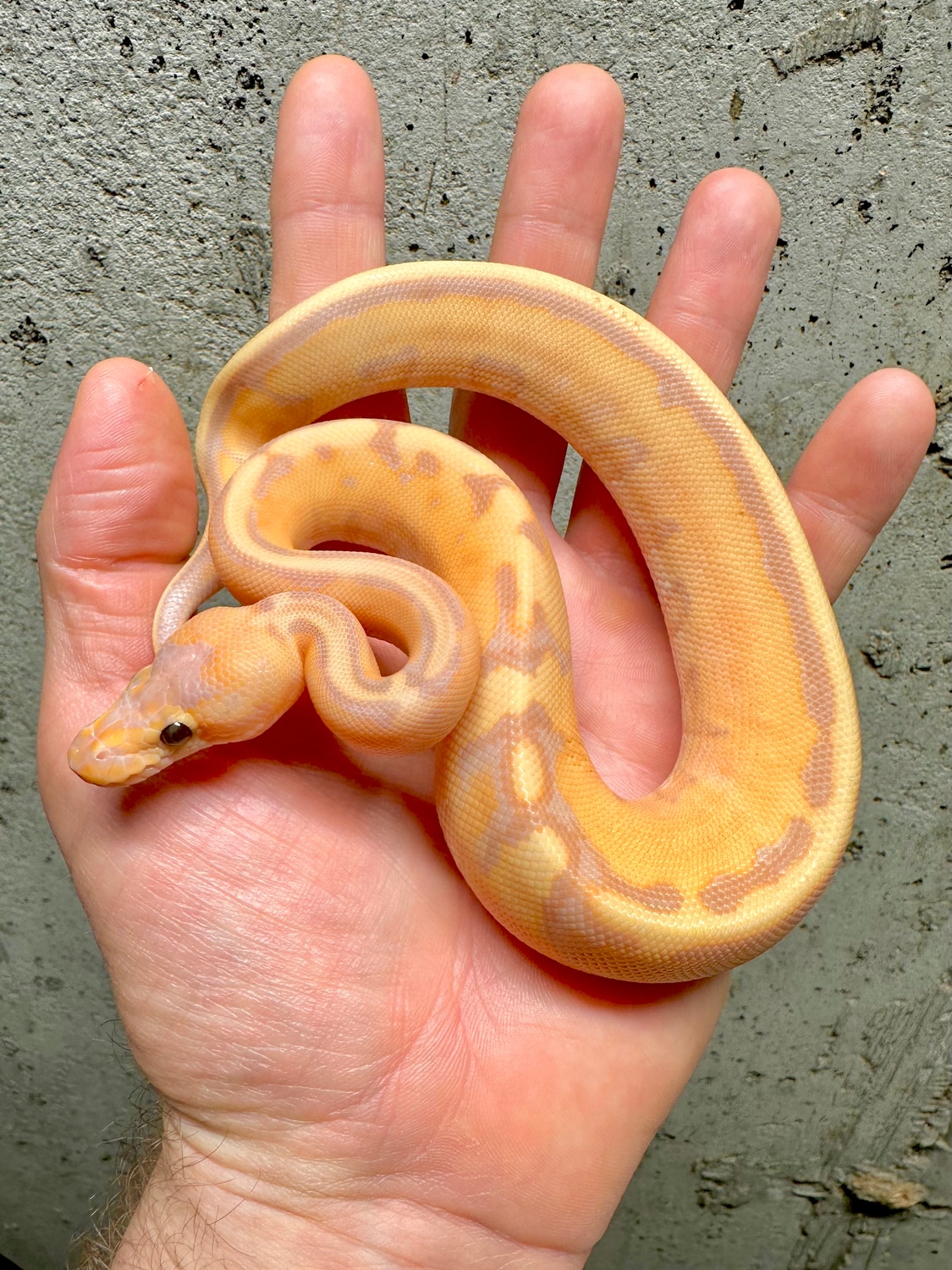 Banana Stripe Ball Python by PhD Pythons MorphMarket