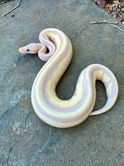 Super Banana Leopard Genetic Stripe Ball Python by PhD Pythons