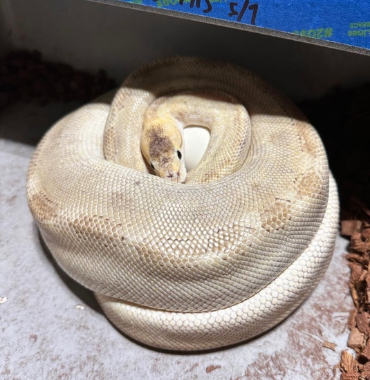 Champagne Mystic Het G-Stripe Ball Python by PhD Pythons