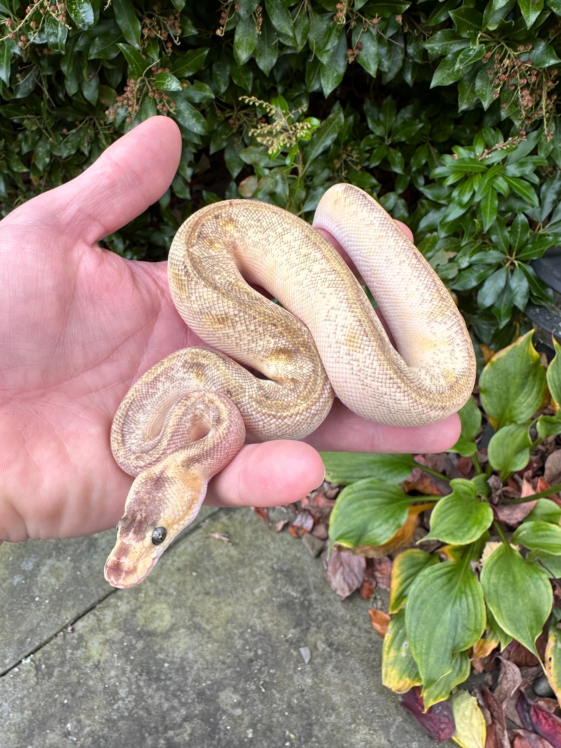 Champagne Enchi Pastel Het Clown 66% Het Pied Ball Python by PhD ...