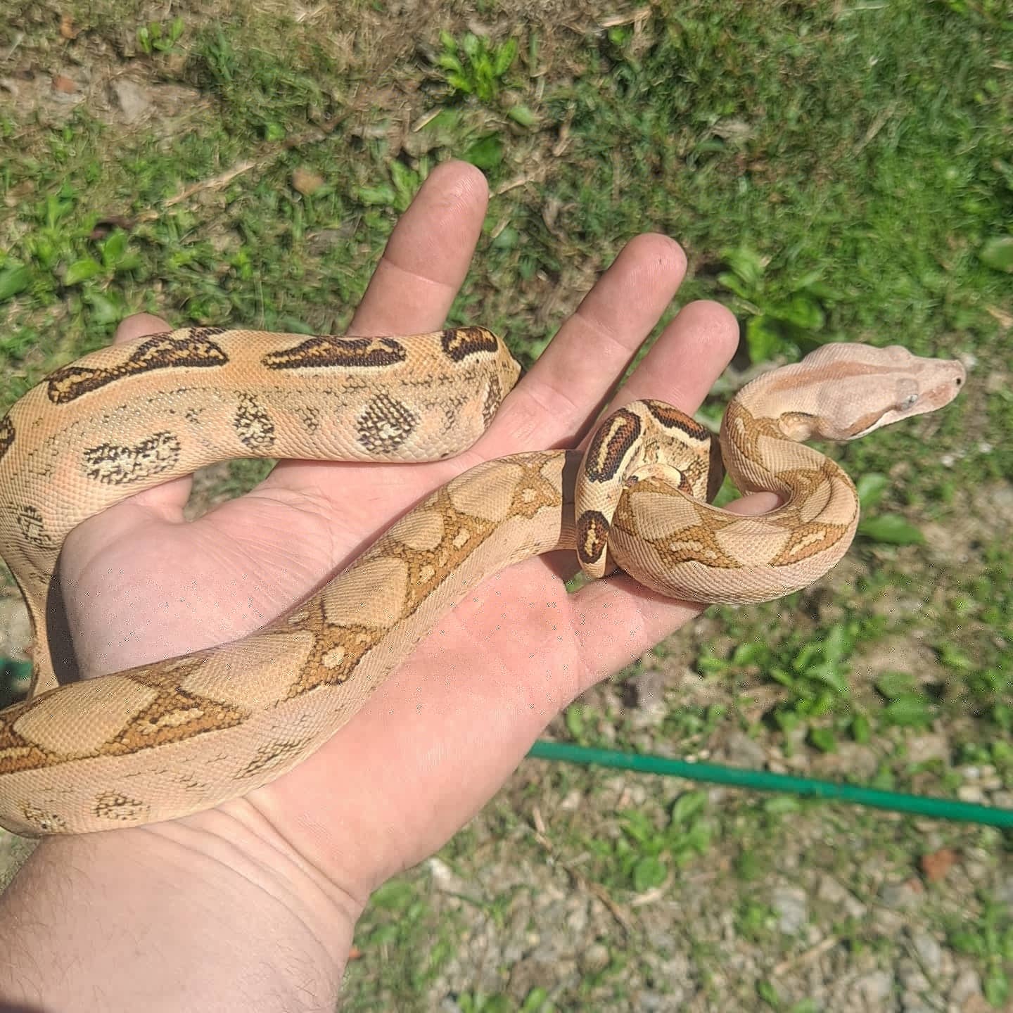 Cherry Pastel Labby Boa Constrictor by Blue Ridge Boas MorphMarket