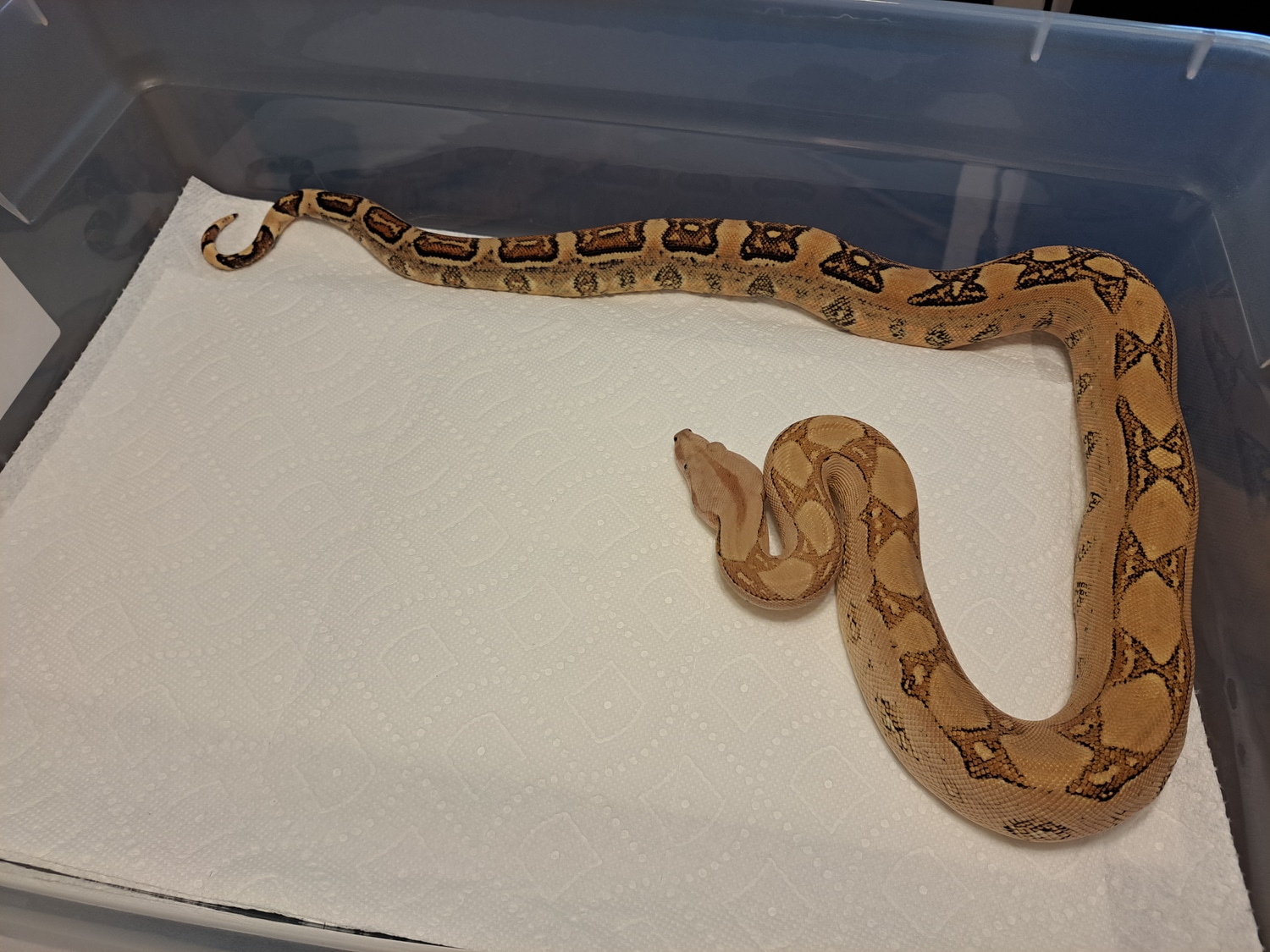 Cherry Pastel Labby! Boa Constrictor by Blue Ridge Boas MorphMarket