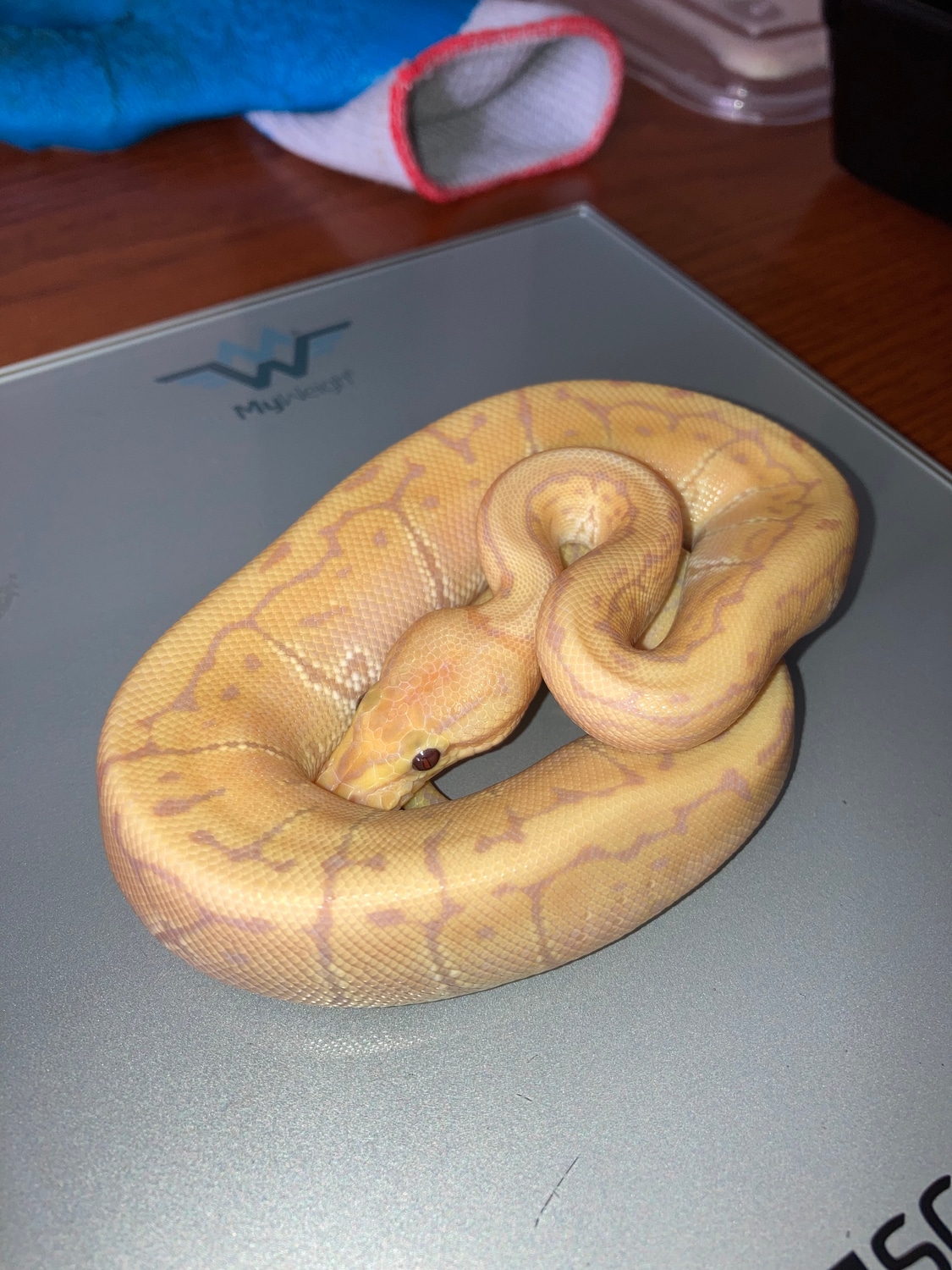 Banana Pinstripe Free Shipping! Ball Python by Maverick Clutch