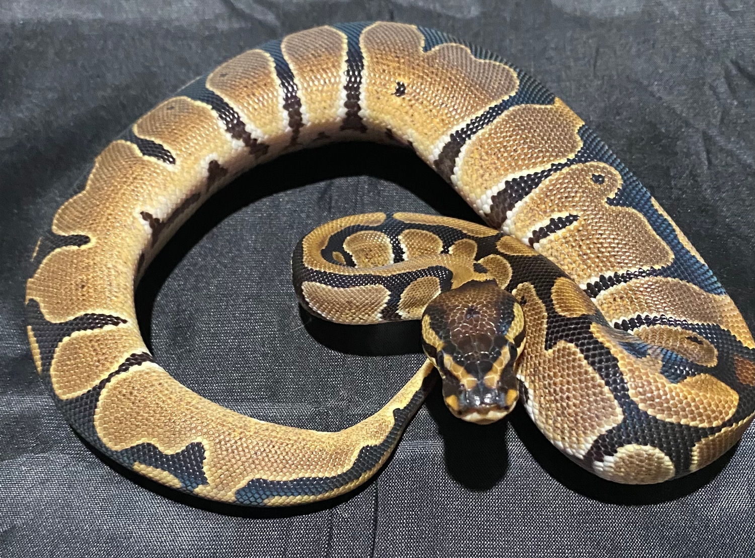 100% Het Pied Ball Python by Monterey Bay Morphs - MorphMarket